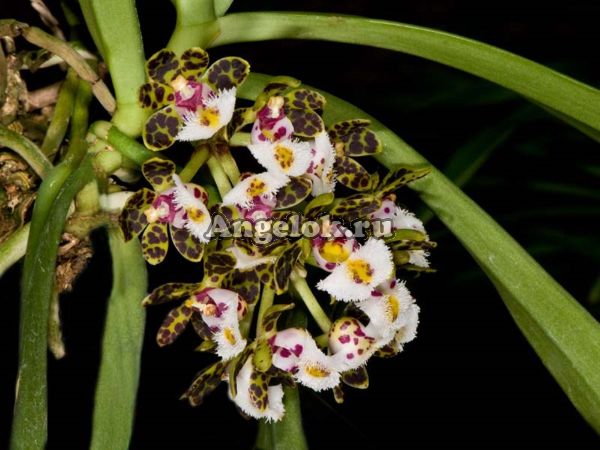 фото Гастрохилус красивый (Gastrochilus bellinus) от магазина магазина орхидей Ангелок