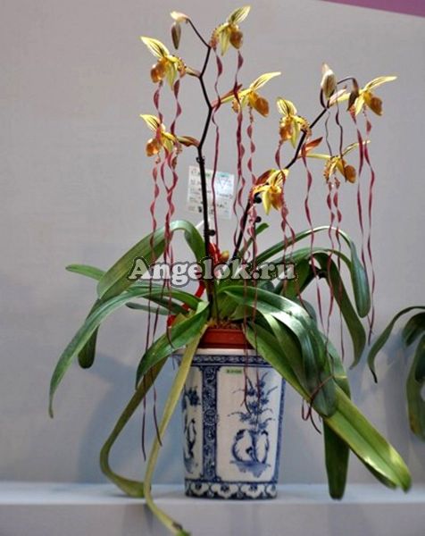 фото Пафиопедилум Сандера (Paph. sanderianum) от магазина магазина орхидей Ангелок