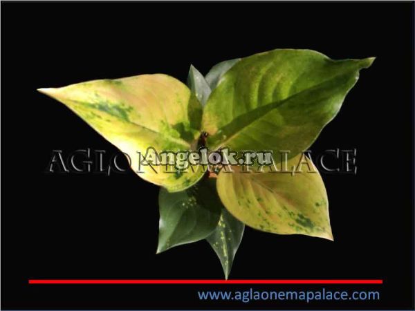 фото Аглаонема (Aglaonema Lemon) от магазина магазина орхидей Ангелок