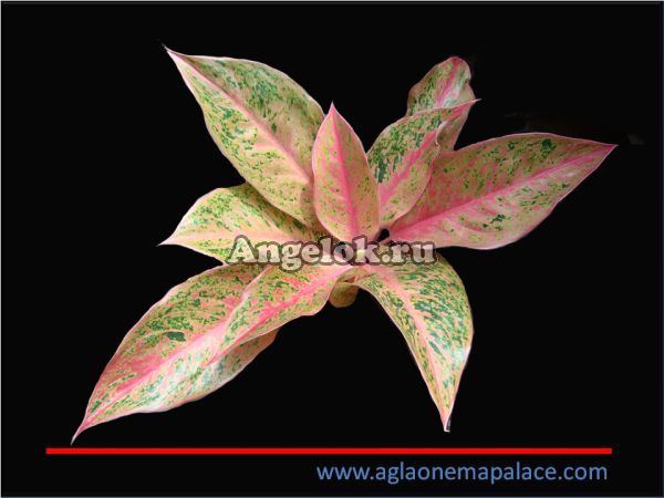 фото Аглаонема (Aglaonema Barramee rung reung) от магазина магазина орхидей Ангелок