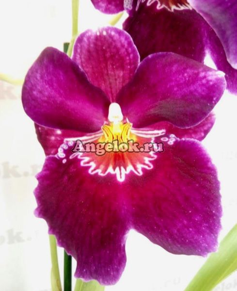 фото Мильтония (Miltoniopsis Red Tide) от магазина магазина орхидей Ангелок