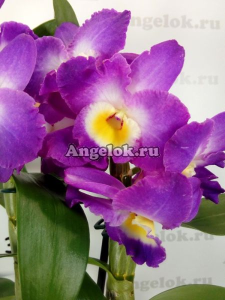 фото Дендробиум нобиле (Dendrobium Comet King Akatsuki) от магазина магазина орхидей Ангелок