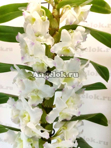 фото Дендробиум нобиле (D.nobile Spring Dream 'Kumiko') от магазина магазина орхидей Ангелок