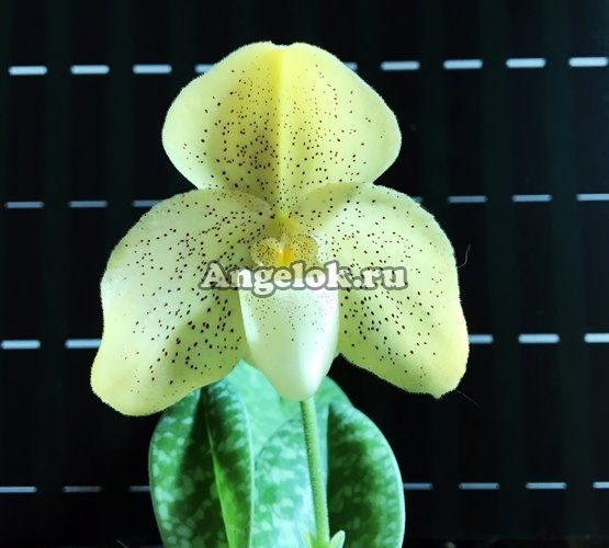 фото Пафиопедилюм (Paph.concolor × sib) от магазина магазина орхидей Ангелок