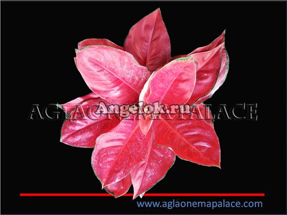 фото Аглаонема (Aglaonema Red King) от магазина магазина орхидей Ангелок
