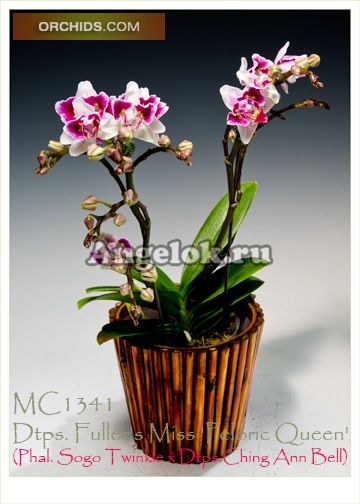 фото Фаленопсис (Dtps.Fuller's Miss) Тайвань от магазина магазина орхидей Ангелок