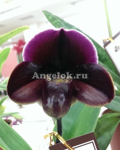 фото Пафиопедилум (Paph.Incharm Circle'L × Enzan Winston's Vale) Тайвань от магазина магазина орхидей Ангелок