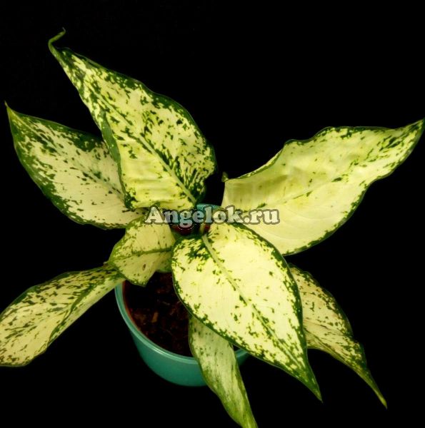фото Аглаонема (Aglaonema Phet namnuang) от магазина магазина орхидей Ангелок
