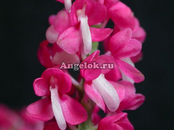фото Dyakia hendersoniana  от магазина магазина орхидей Ангелок