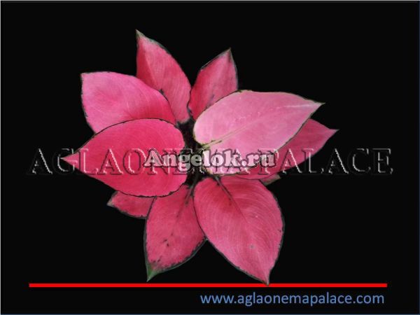 фото Аглаонема (Aglaonema Kum Fah) от магазина магазина орхидей Ангелок
