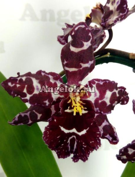 фото Камбрия (Odontioda Stirbic Purple) от магазина магазина орхидей Ангелок