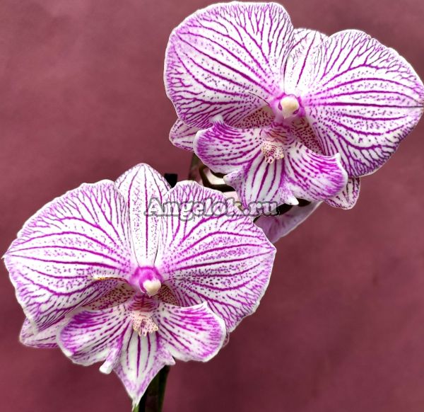 фото Фаленопсис Биг Лип Роял (Phalaenopsis Royal Tiny Kizz) от магазина магазина орхидей Ангелок