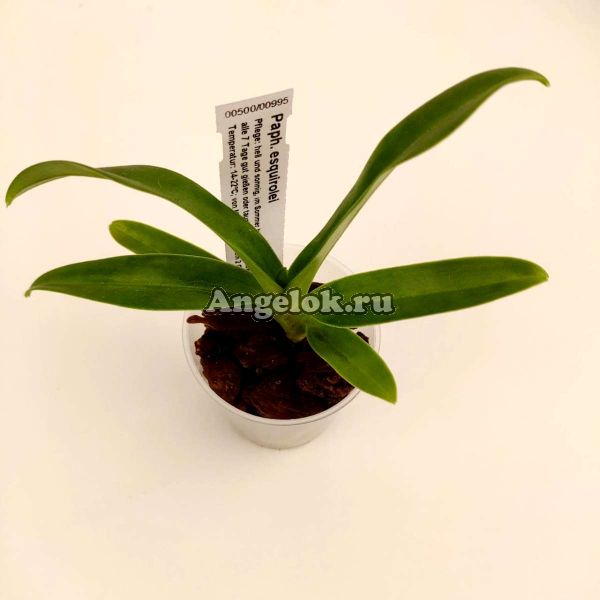 фото Пафиопедилум (Paphiopedilum hirsutissimum var. esquirolei) от магазина магазина орхидей Ангелок