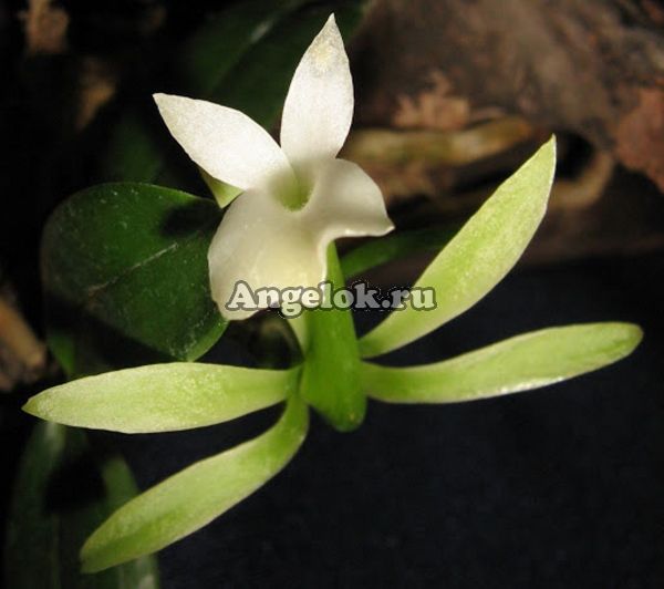 фото Амбрелла длиннотрубная (Ambrella longituba) от магазина магазина орхидей Ангелок