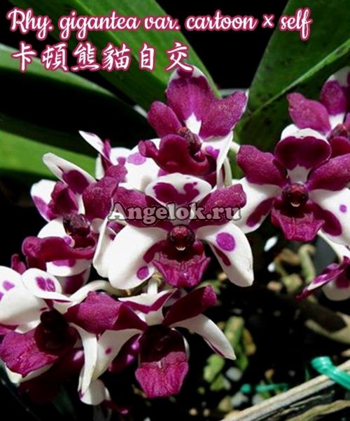 фото Ринхостилис (Rhy. gigantea var. cartoon × self ) Тайвань от магазина магазина орхидей Ангелок