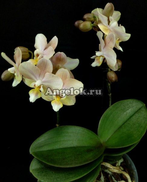 фото Фаленопсис Парфюмерная фабрика (Phalaenopsis Scention) от магазина магазина орхидей Ангелок