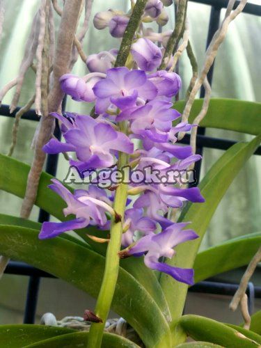 фото Ринхостилис (Rhy.coelestis) Тайвань от магазина магазина орхидей Ангелок