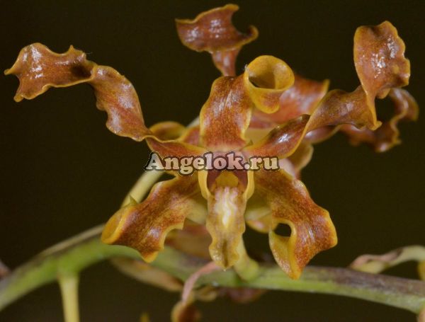 Дендробиум (Dendrobium discolor)