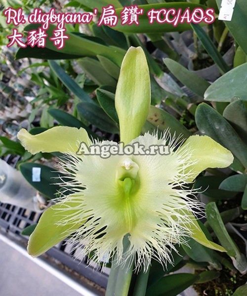 фото Каттлея Дигби (Rl.digbyana FCC/AOS) Тайвань от магазина магазина орхидей Ангелок