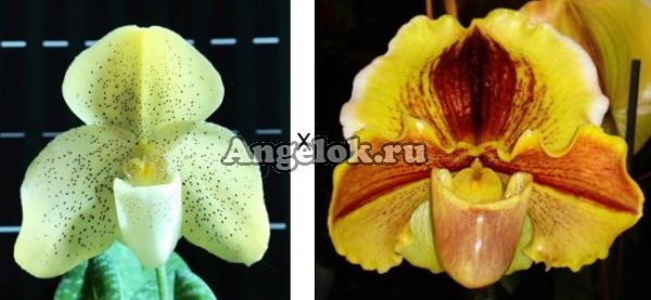 фото Пафиопедилум (Paph.concolor × Lippewunder) от магазина магазина орхидей Ангелок