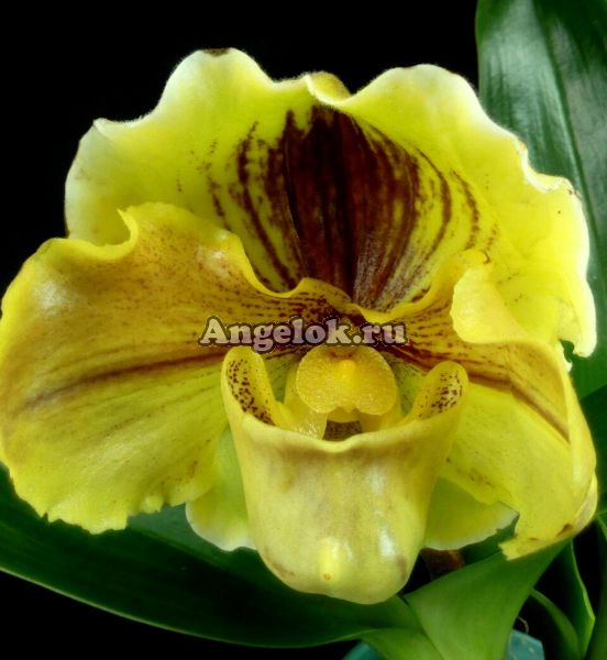 фото Пафиопедилум Липпивандер (Paphiopedilum Lippewunder) от магазина магазина орхидей Ангелок