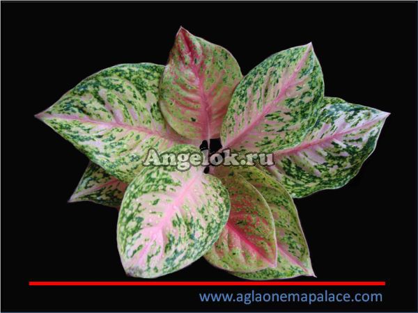 фото Аглаонема (Aglaonema Lovely Pink) от магазина магазина орхидей Ангелок