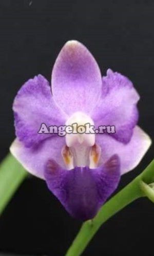 фото Фаленопсис (Dtps. Tying Shin Blue Jay) Тайвань от магазина магазина орхидей Ангелок