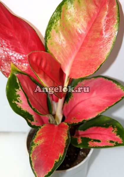 фото Аглаонема (Aglaonema Chang dang) от магазина магазина орхидей Ангелок