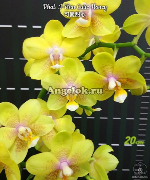 фото Фаленопсис (Phalaenopsis I-Hsin Cutie Honey) Тайвань от магазина магазина орхидей Ангелок