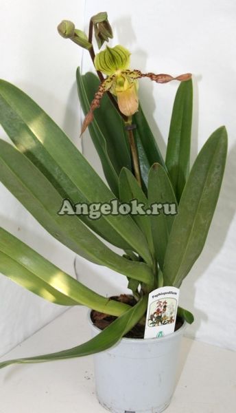 фото Пафиопедилум (Paphiopedilum) p-05 от магазина магазина орхидей Ангелок