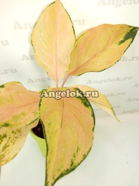 фото Аглаонема (Aglaonema Lemon) от магазина магазина орхидей Ангелок
