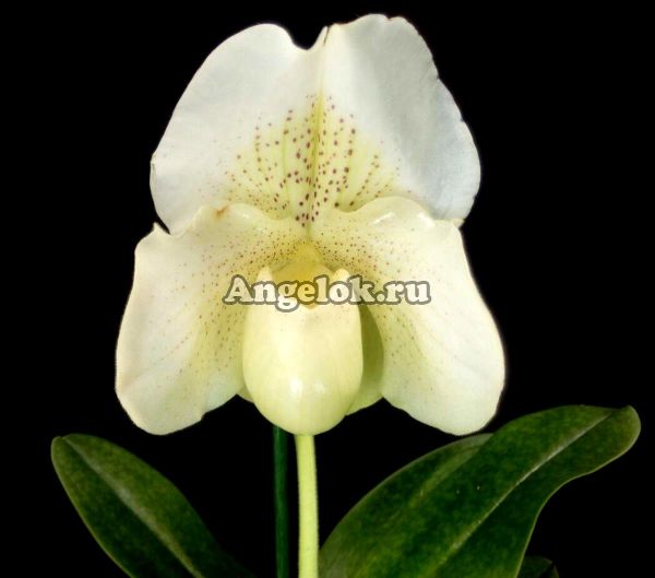 Пафиопедилум Белая Леди (Paphiopedilum White Lady)