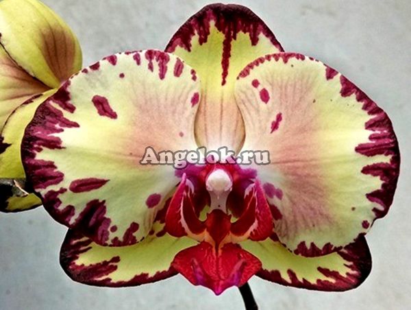 Фаленопсис Мики Кроун (Phalaenopsis Miki Crown '16')