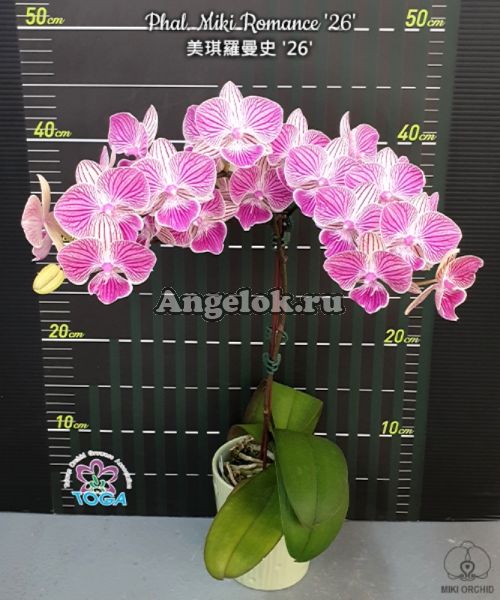 фото Фаленопсис Биг Лип (Phalaenopsis Miki Romance '26') Тайвань от магазина магазина орхидей Ангелок