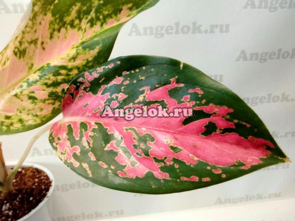 фото Аглаонема (Aglaonema Pha rumrouy) от магазина магазина орхидей Ангелок