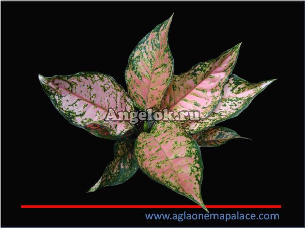 фото Аглаонема (Aglaonema Ruby Pink) от магазина магазина орхидей Ангелок