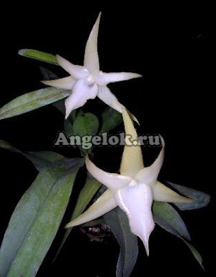 фото Ангрекум (Angraecum bosserii) Тайвань от магазина магазина орхидей Ангелок