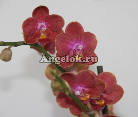 Фаленопсис (Phalaenopsis ) ph-72