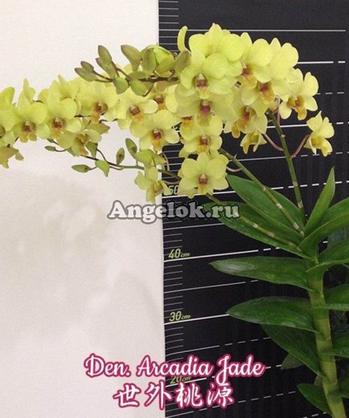 фото Дендробиум (Den. Arcadia Jade) Тайвань от магазина магазина орхидей Ангелок