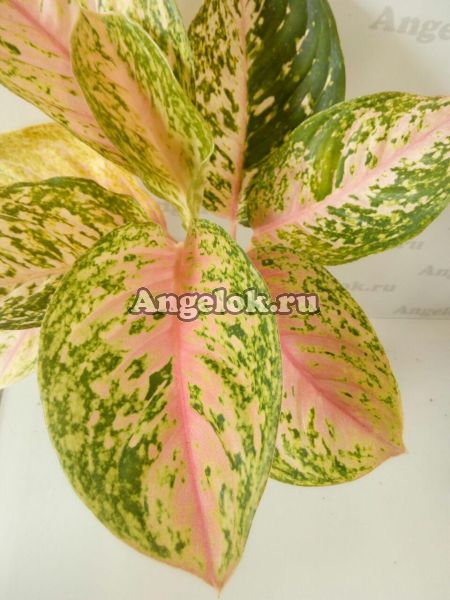 фото Аглаонема (Aglaonema Lovely Pink) от магазина магазина орхидей Ангелок