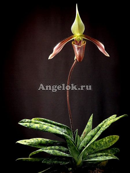 фото Пафиопедилум Дэя (Paphiopedilum dayanum) от магазина магазина орхидей Ангелок