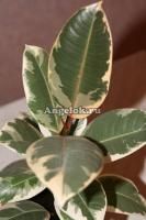 Фикус Эластика вариегатный (Ficus elastica Tineke)