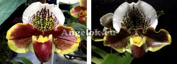 фото Пафиопедилум (Paph.Winston Churchill × Paph.Enzan Willian) от магазина магазина орхидей Ангелок