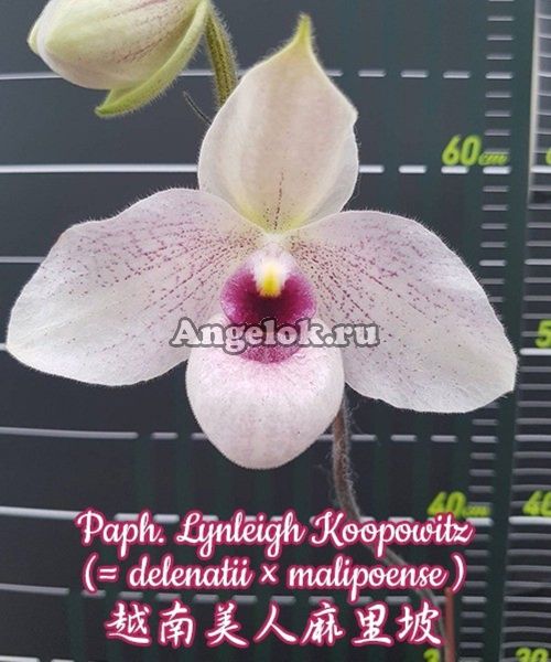 фото Пафиопедилум (Paph. Lynleigh Koopowitz) от магазина магазина орхидей Ангелок
