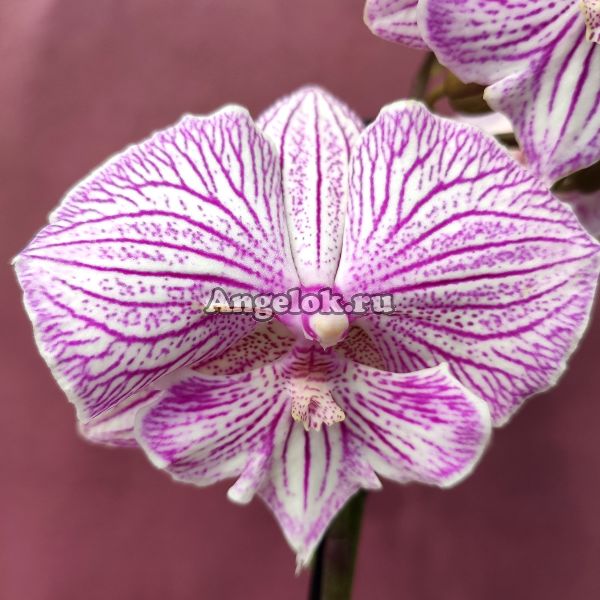 Фаленопсис Биг Лип Роял (Phalaenopsis Royal Tiny Kizz)