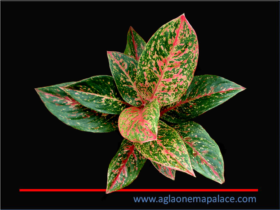  Aglaonema  Happyness     