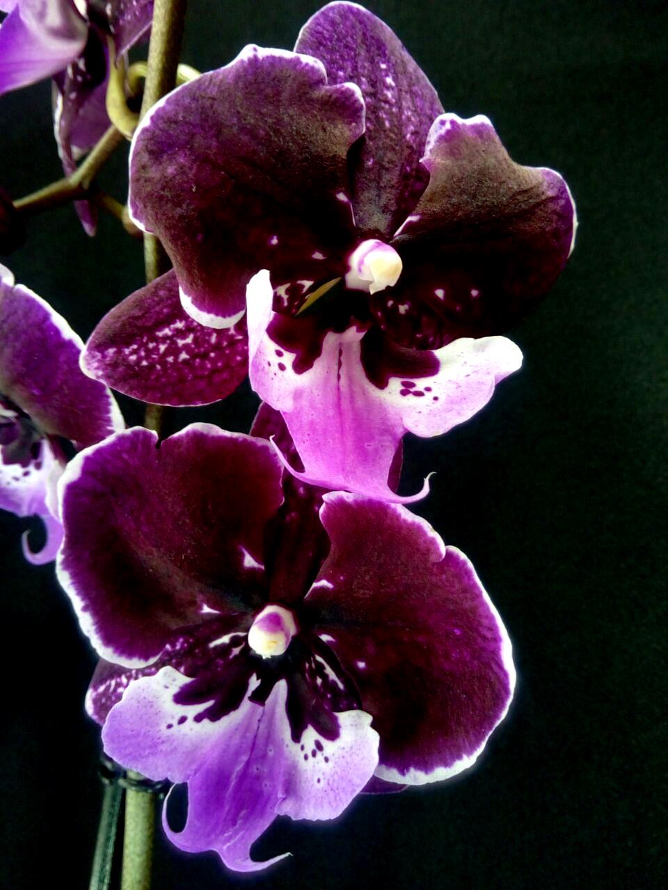 Орхидея Фламенко