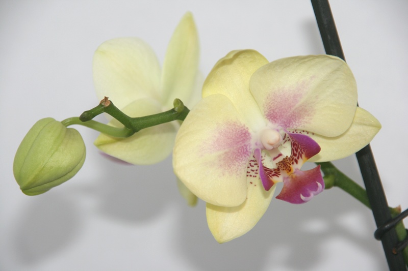 Фаленопсис (Phalaenopsis ) ph-03