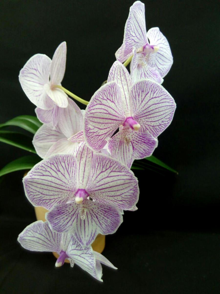 фото Фаленопсис Биг Лип (Phalaenopsis Champion Royal Masque) Тайвань от магазина магазина орхидей Ангелок