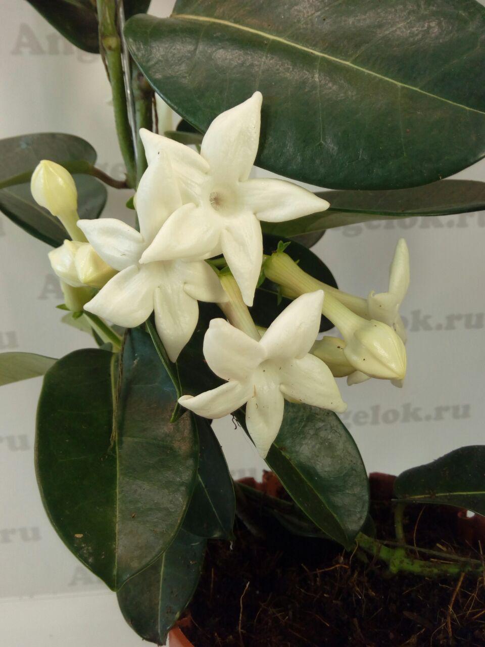 фото Стефанотис обильноцветущий (Stephanotis floribunda) от магазина магазина орхидей Ангелок